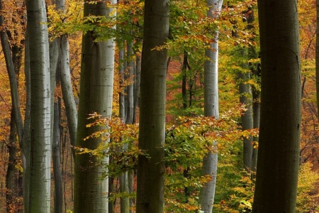 Lucai erdő (Fotó: Sélley Miklós)